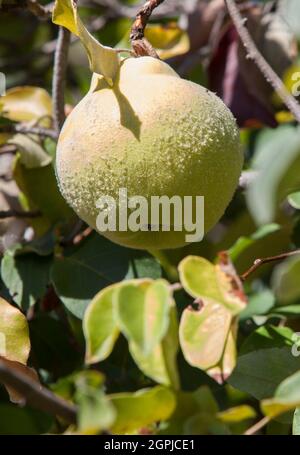 Feuillage de coing aux fruits mûrs. Articles immatures recouverts de poils fins gris-blanc denses Banque D'Images