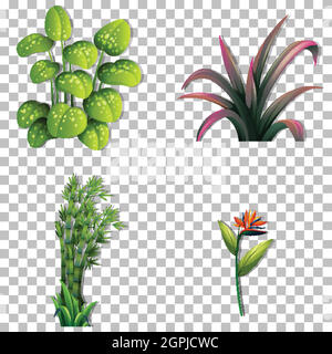 Ensemble de plantes de variété sur illustration d'arrière-plan transparent Illustration de Vecteur