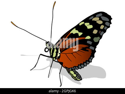 Profil de papillon monarque Illustration de Vecteur