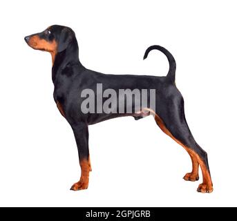 Chiot de six mois de Pinscher allemand brun et noir ou de Doberman Pinscher debout sur fond blanc Banque D'Images