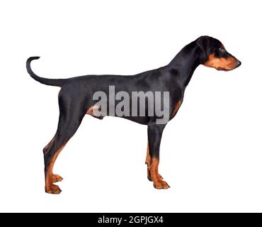 Chiot debout de Pinscher allemand brun et noir ou de Doberman Pinscher isolé sur fond blanc Banque D'Images