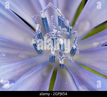 Gros plan extrême d'une seule fleur de chicorée (Cichorium intybus) montrant des anthères et des étamines. Banque D'Images