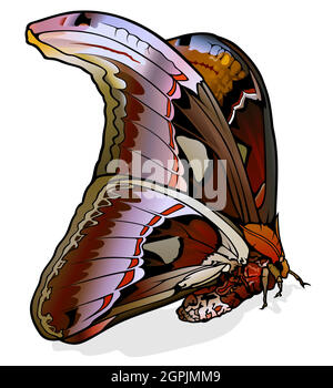 Attacus Atlas Illustration de Vecteur