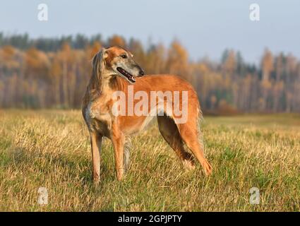 Beau chien borzoï Saluki ou kazakh grayhounds Tazy debout sur un fond rural Banque D'Images