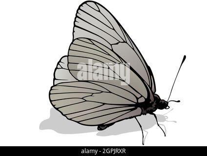 Papillon blanc veiné noir Illustration de Vecteur