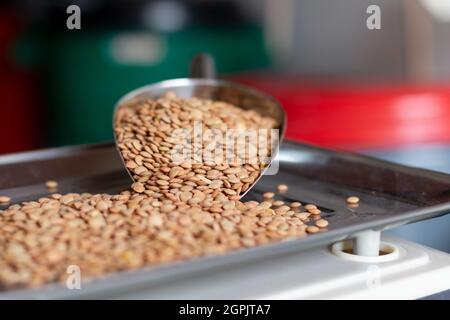 Cuillère de lentilles sur une balance. Lentilles en détail. Concept de publicité alimentaire et végétale. Cuillère en métal pour grains. Banque D'Images