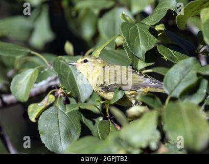 Gros plan de la Paruline du Tennessee sur une branche feuillue durant la migration d'automne en Ontario, au Canada. Le nom scientifique de cet oiseau est Vermivora peregrina Banque D'Images