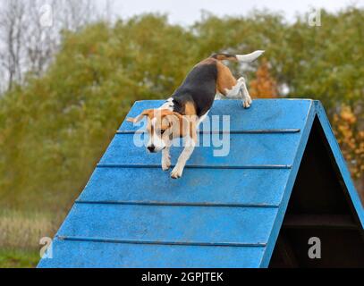 Un beagle amusant qui monte sur un cadre en a sur un entraînement d'agilité Banque D'Images