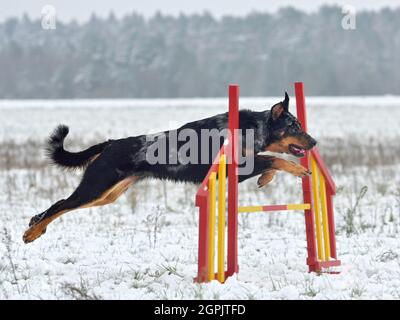 Le chien de Merle Beauceron saute sur un obstacle lors d'un entraînement d'agilité Banque D'Images