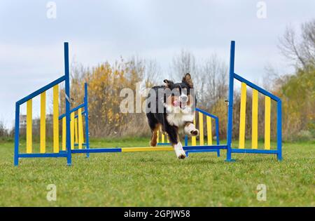 Tricolor Berger australien ou chien australien sautant à l'épreuve de l'agilité Banque D'Images