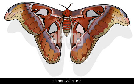 Attacus Atlas Illustration de Vecteur