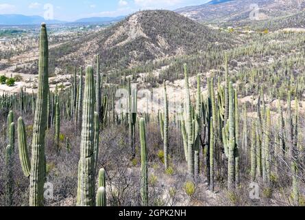 Paysage dans la réserve de biosphère de Tehuacan Cuicatlan avec cactus colonnaire (cactus Céroïde), Oaxaca, Mexique. Banque D'Images