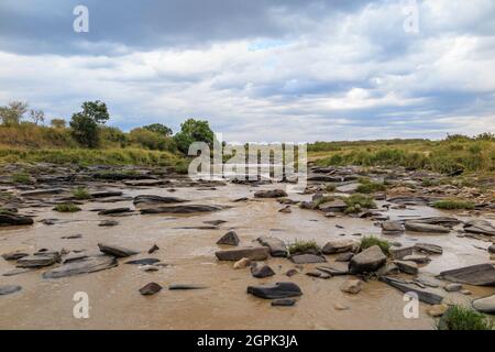 Traversée de rivière peu profonde à Masai Mara, Kenya Banque D'Images