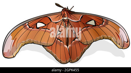 Atlas Moth Lorguini Illustration de Vecteur