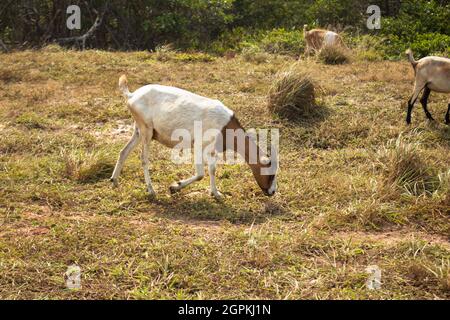 Chèvres brunes manger librement dans le champ. Animaux de ferme avec cornes. Banque D'Images