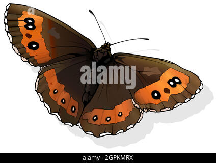 Arran – papillon brun Illustration de Vecteur