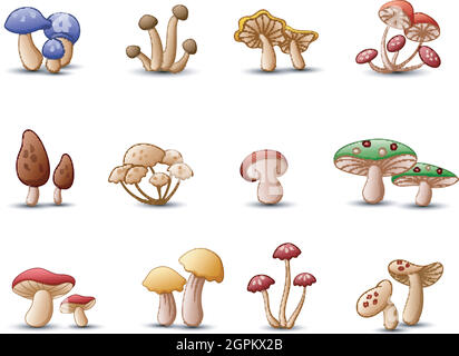 Différents types de champignons sur fond blanc Illustration de Vecteur