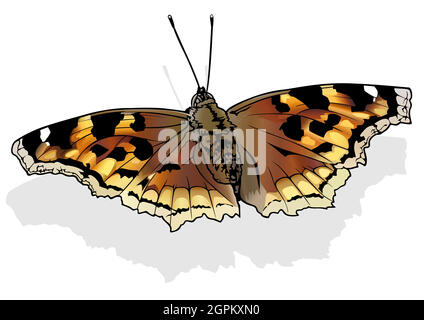 Compton Tortoiseshell Butterfly Illustration de Vecteur