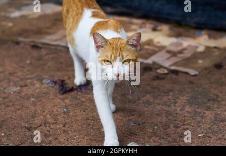 Un chat errant dans le jardin Banque D'Images