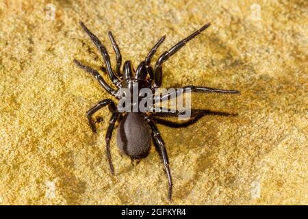 Australian Sydney Funnel Web Spider Banque D'Images