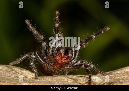 Australian Sydney Funnel Web Spider Banque D'Images