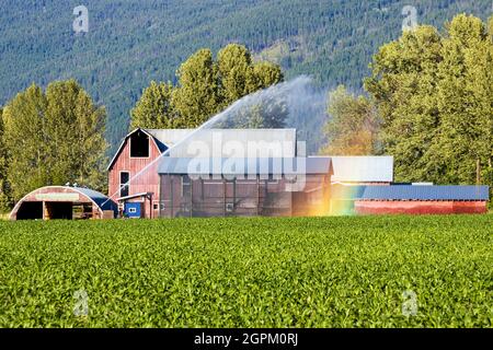 Un arroseur d'irrigation (également connu sous le nom d'arroseur d'eau ou simplement d'arroseur) est un dispositif utilisé pour irriguer les cultures agricoles, les pelouses, les paysages, Go Banque D'Images