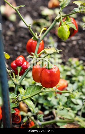 Poivrons de piment de Habanero (Capsicum chinense) poussant dans un jardin communautaire à Danvers, Massachusetts, États-Unis. Banque D'Images