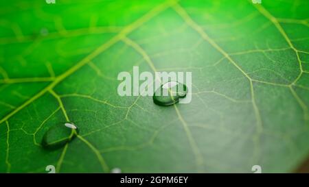 Gouttes d'eau de pluie transparente sur une feuille verte. Vue macro. Illustration du rendu 3D. Banque D'Images
