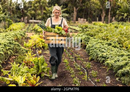 Fermier bio qui récolte des légumes frais sur sa ferme. Jeune agricultrice tenant une boîte de produits frais tout en marchant dans son potager Banque D'Images