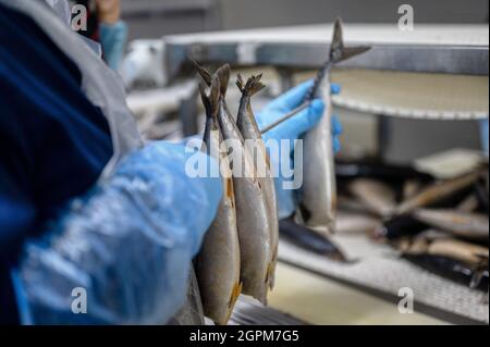 Un travailleur place des carcasses de maquereau frais sur une tige métallique. Banque D'Images