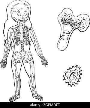 Illustration vectorielle de l'anatomie du corps. Squelette humain. Illustration de Vecteur