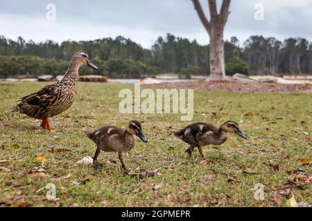 Canard et canetons marchant sur l'herbe près d'un arbre Banque D'Images