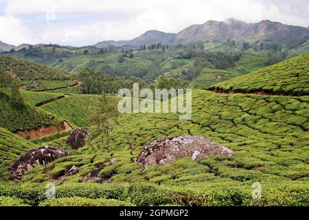 Plantations de thé, Kerala, Inde Banque D'Images
