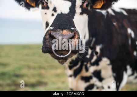 Vache tachetée au nez percé en Normandie, France Banque D'Images