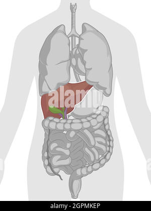 Schéma vectoriel de la partie du corps du foie de l'anatomie interne humaine Illustration de Vecteur