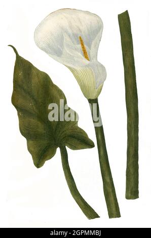 Arum aethiopicum flore altero alteri innato, weißer Aronstab, Phytanthoza iconographia, historische Pflanzenillustration aus dem um 1740 erschienen BU Banque D'Images