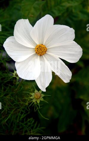 Unique Cosmos Bipinnatus 'Monata White' Flower cultivé aux frontières de RHS Garden Bridgewater, Worsley, Greater Manchester, Royaume-Uni Banque D'Images