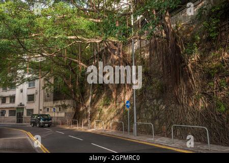 Les murs de soutènement de pierre sont stabilisés par les racines de banians qui se développent à partir de fissures dans la maçonnerie de Robinson Road, Mid-Levels, Hong Kong Banque D'Images