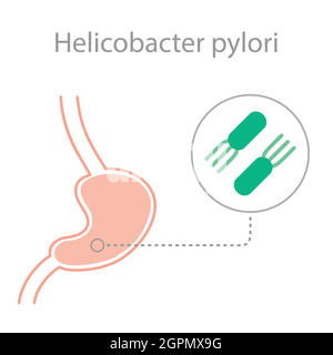 bactéries helicobacter pylori Illustration de Vecteur