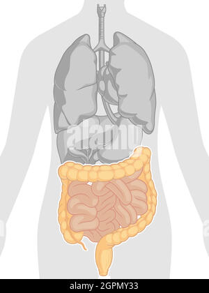 Intestin système digestif partie du corps Anatomie dessin vectoriel de dessin animé Illustration de Vecteur