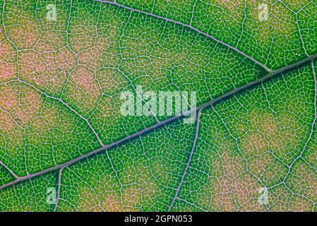 Texture abstraite d'une feuille verte, image rapprochée des textures de la feuille Banque D'Images
