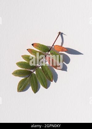 Une seule feuille de rowan montrant les premiers signes de couleur d'automne sur un fond blanc Uni Banque D'Images