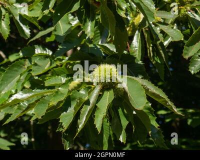 Un gros plan de la coquille de fruit vert piquant de la châtaigne (Castanea sativa) sur un fond de feuilles vertes brillantes Banque D'Images