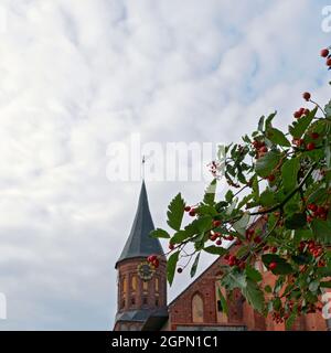 Tour d'horloge médiévale de style architectural gothique balte sur fond de feuilles vertes avec baies d'aubépine rouge. Banque D'Images