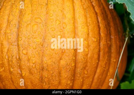 Gros plan de la citrouille biologique avec des gouttes humides dans le champ vert. Récolte mûre en automne. Concept de nourriture biologique naturelle. Symbole du jour de Thanksgiving Banque D'Images