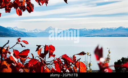 Magnifique lac Pukaki avec Mt Cook en arrière-plan encadré de feuilles rouges d'automne, bassin du Mackenzie, île du Sud. Banque D'Images