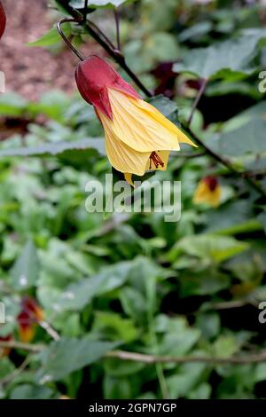 Abutilon megapotamicum arrière abutilon fleurs en forme de lanterne rouge avec pétales jaunes, septembre, Angleterre, Royaume-Uni Banque D'Images