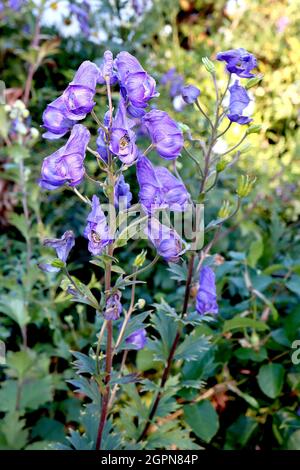 Aconitum napellus variété d’Aconite Spark – fleurs bleues violettes en forme de casque et feuilles lobées minces, septembre, Angleterre, Royaume-Uni Banque D'Images