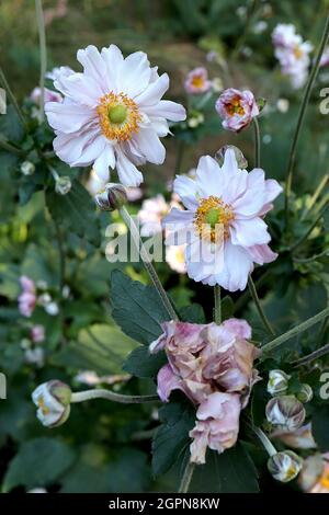 Anemone hupehensis var japonica ‘Frilly Tanga anemone Frilly Tanga - en forme de soucoupe, fleurs doubles très rose pâle avec centre vert, Banque D'Images