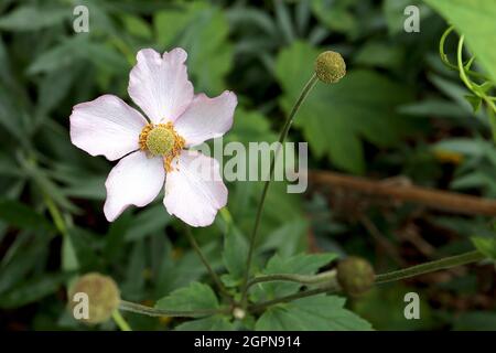 Anemone ‘Wild Swan’ Japanese Anemone Wild Swan - fleurs simples blanches en forme de soucoupe avec centre vert, dos pétale violet, tiges sombres, septembre, Royaume-Uni Banque D'Images